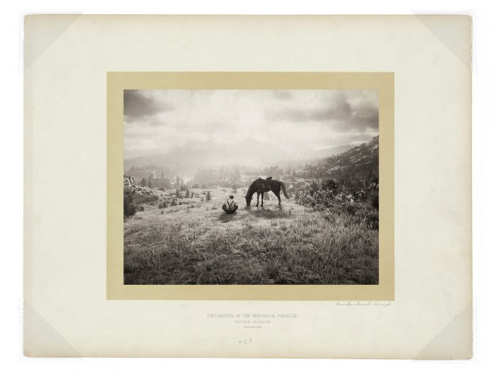 Cumberland Forest.JPG